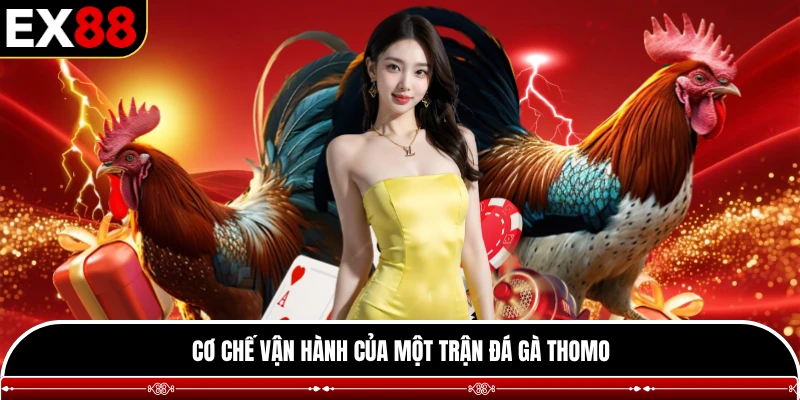 Cơ chế vận hành của một trận đá gà Thomo